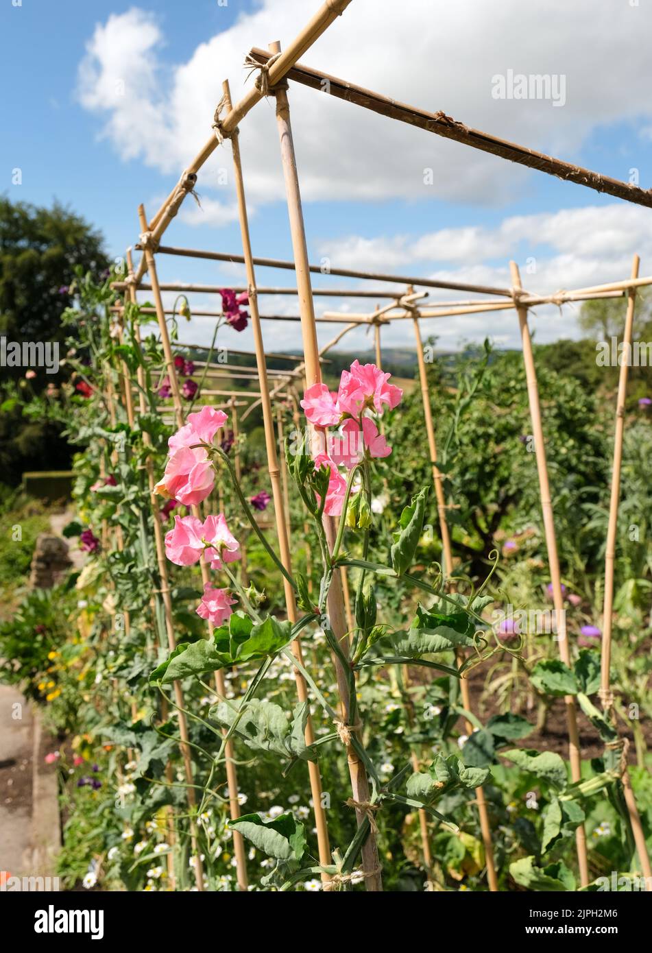 In den Gärten von Chatsworth, Derbyshire, blüht die rosa, süße Erbsenblüte, die von Bambusstöcken unterstützt wird. Stockfoto In den Gärten von Chatsworth, Derbyshire, blüht die rosa, süße Erbsenblüte, die von Bambusstöcken unterstützt wird. Stockfoto