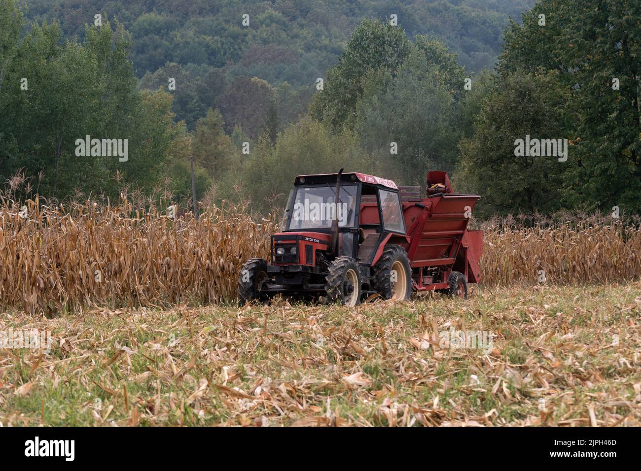 Ein Traktor zieht einen Maisernter und pflückt trockenen reifen Mais auf dem Feld, einen landwirtschaftlichen Traktor Anbaugerät und Feldarbeit im Herbst, ein Feld voller Stockfoto