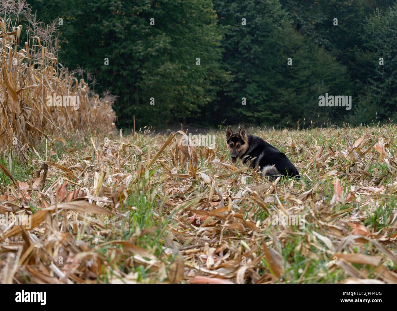 Der schwarz-orange Hund blickte mit seiner Zunge zurück in ein geerntetes Maisfeld voller Maisschalen, Haustier auf dem Land Stockfoto