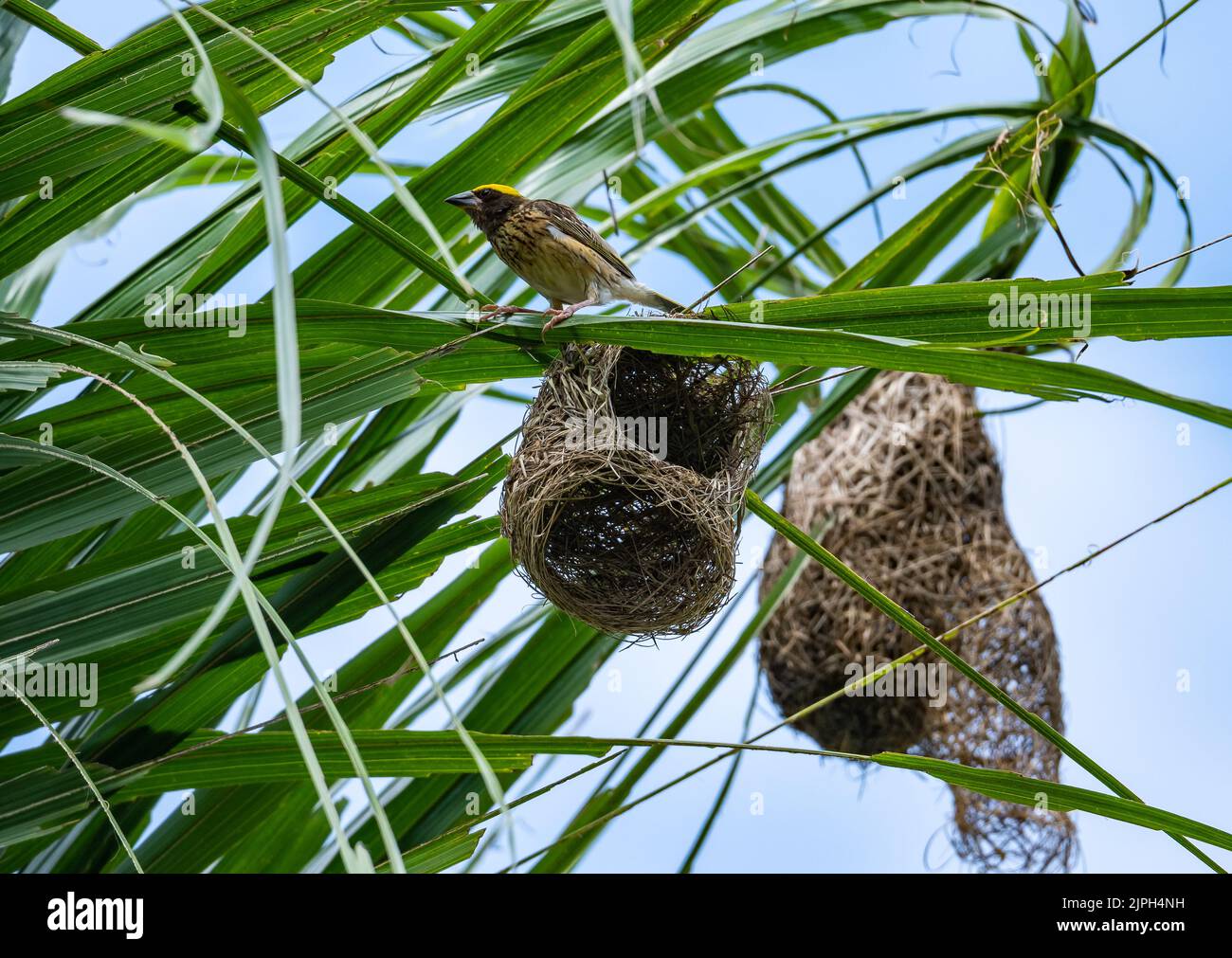 Ein gestreifte Weber (Ploceus manyar), der auf seinem halb gebauten Nest thront. Sulawesi, Indonesien. Stockfoto