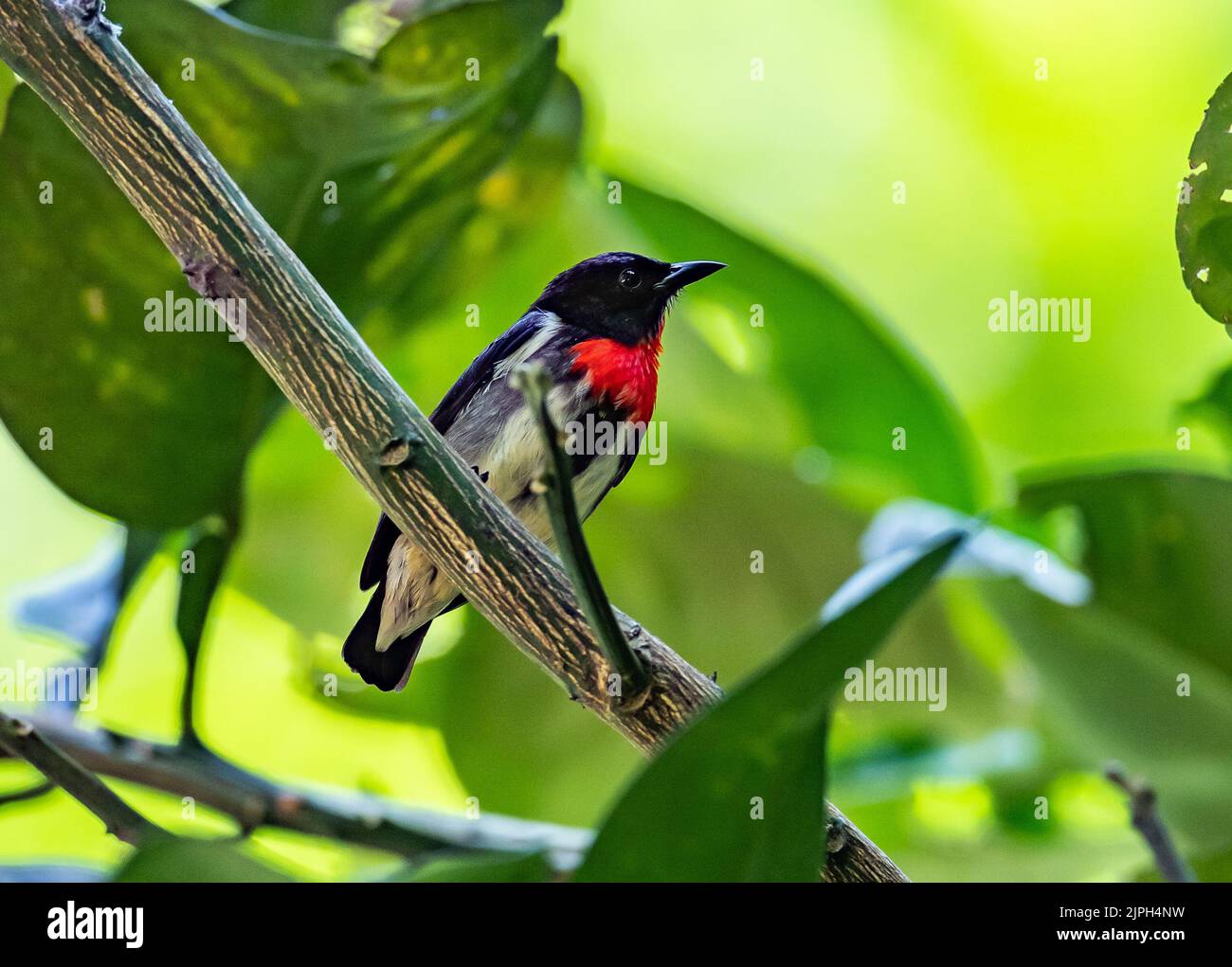 Ein männlicher Grauer Blütenpecker (Dicaeum cemebicum), der auf einer Ranch thront. Sulawesi, Indonesien. Stockfoto