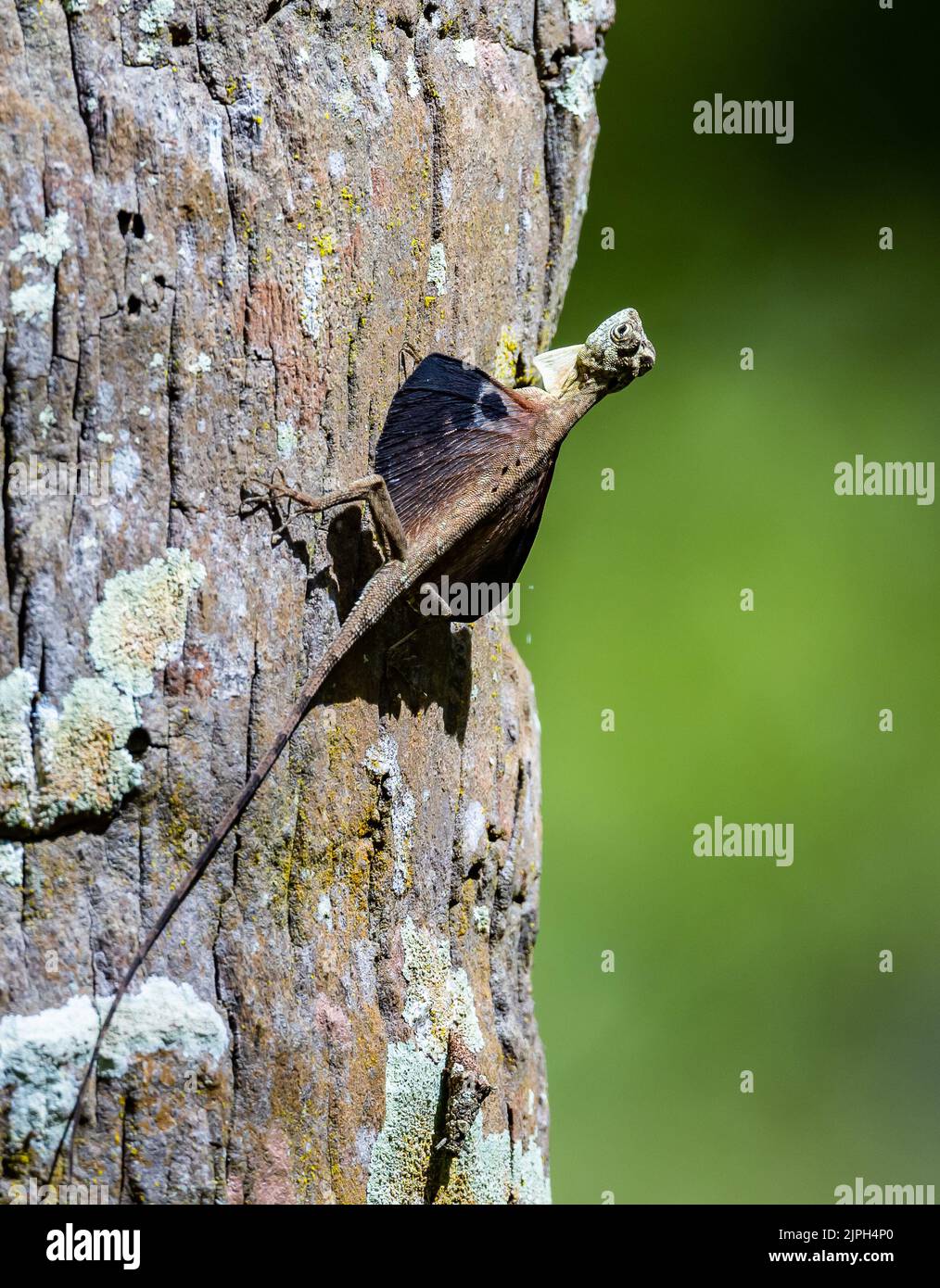 Eine gleitende Eidechse (Draco sp.) auf einem Baumstamm. Makassar, Süd-Sulawesi, Indonesien. Stockfoto