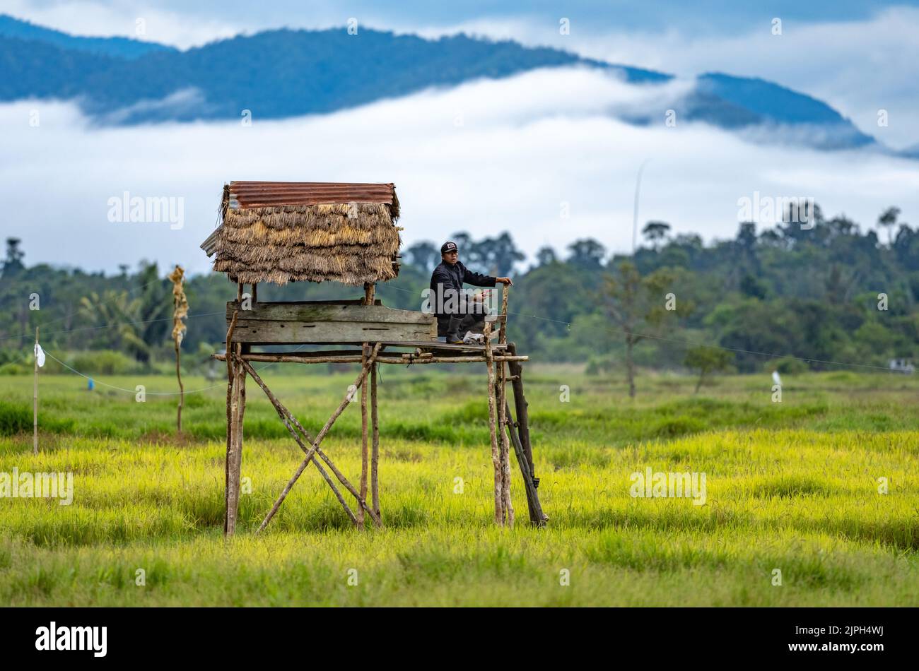 Ein Indonesier, der auf einer Plattform sitzt und mit einem Schleuderschuss Vögel im Reisfeld vertreiben kann. Sulawesi, Indonesien. Stockfoto
