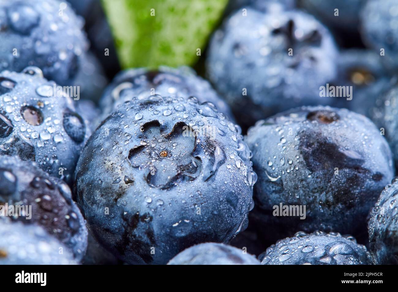 Nahaufnahme einer Blaubeere mit grünen Blättern und Wassertropfen Stockfoto