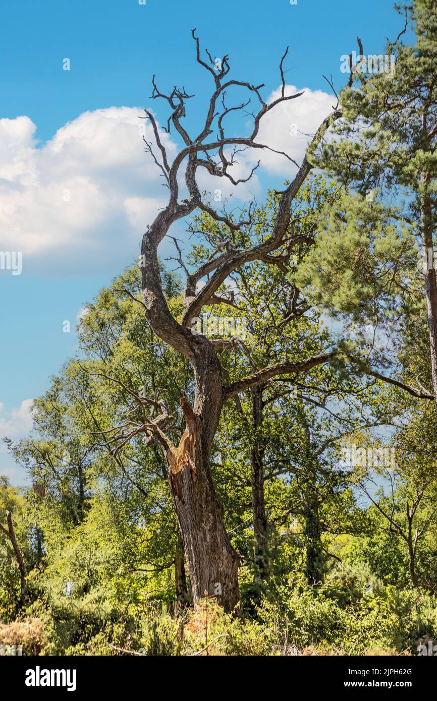 Dead Oak Tree, Summertime, Bovington Woods, Bovington, Dorset, UKE Stockfoto