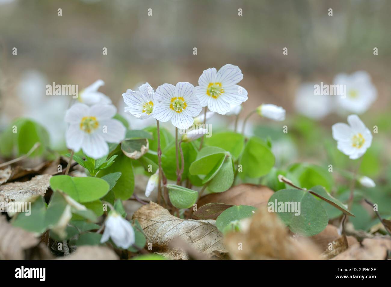 Gruppe von Holzschnäpfeln (Oxalis acetosella). Stockfoto