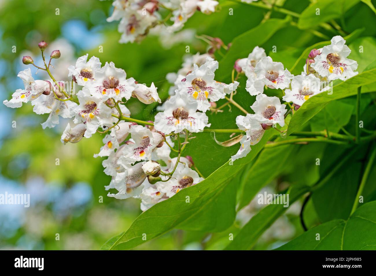 Blühender Bohnenbaum, Catalpa, im Sommer Stockfoto