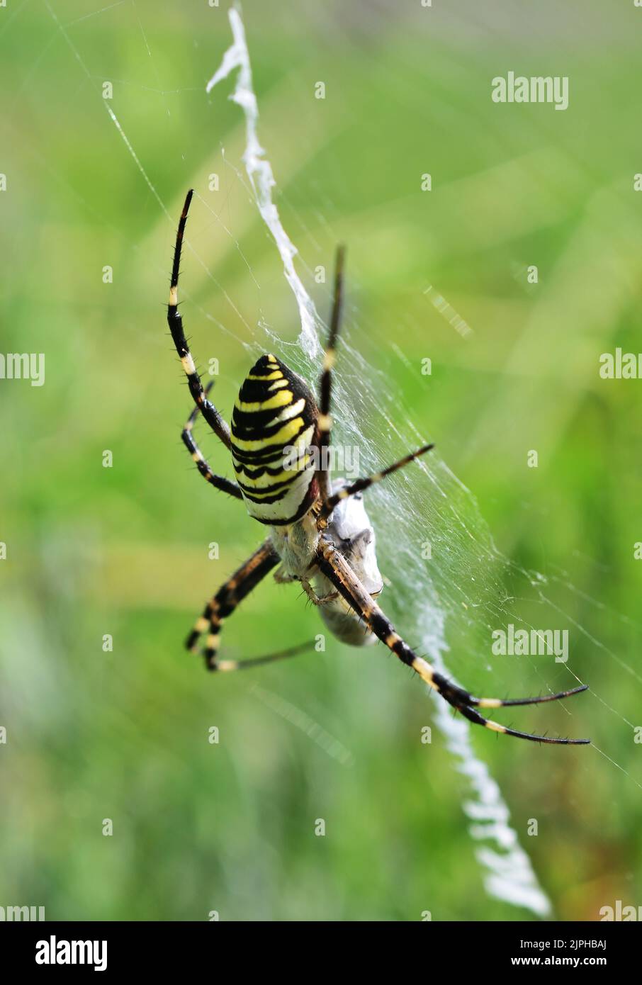 Argiope bruennichi - Wespenspinne mit Beute, vertikal Stockfoto