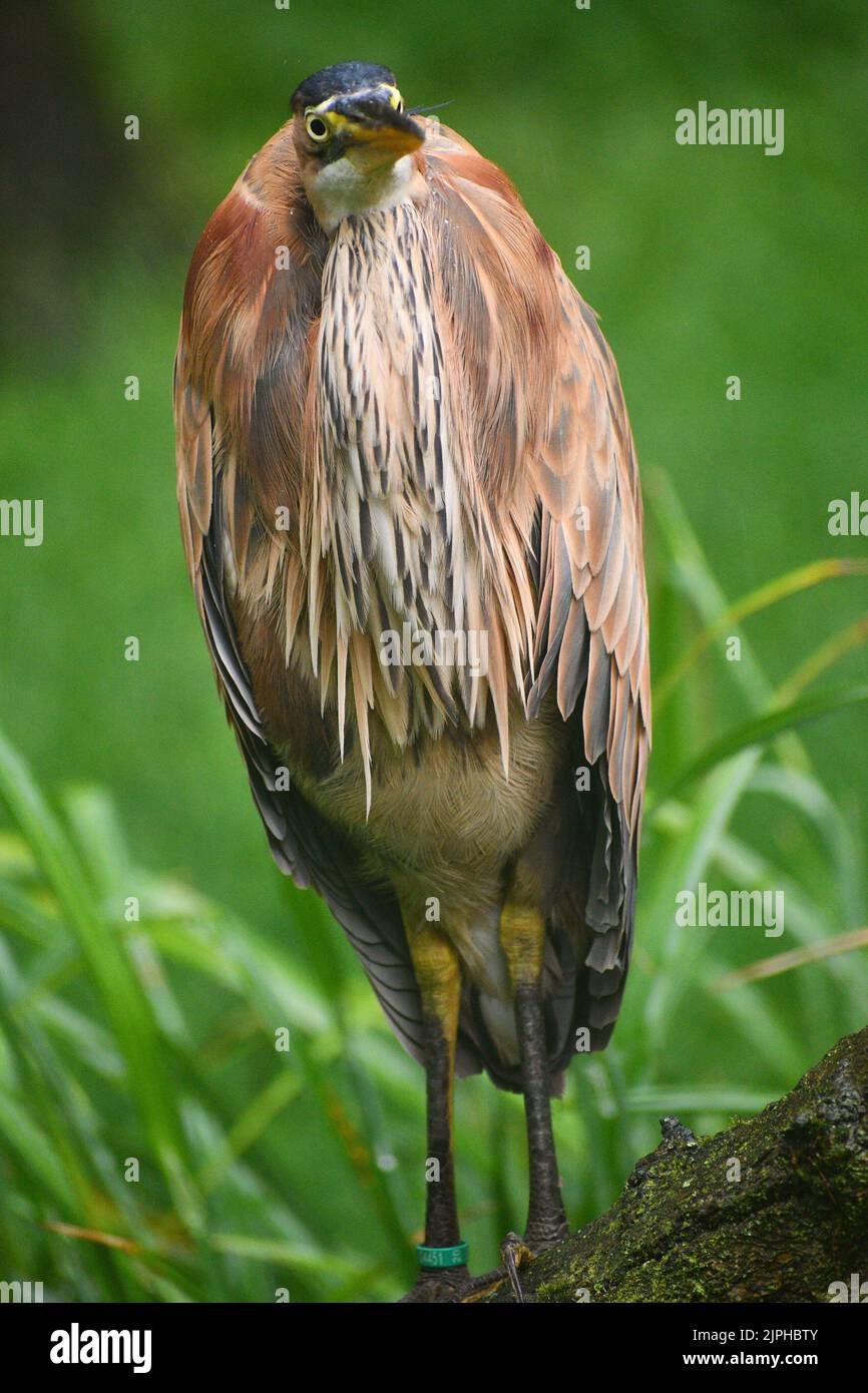 Wilde Vögel Stockfoto