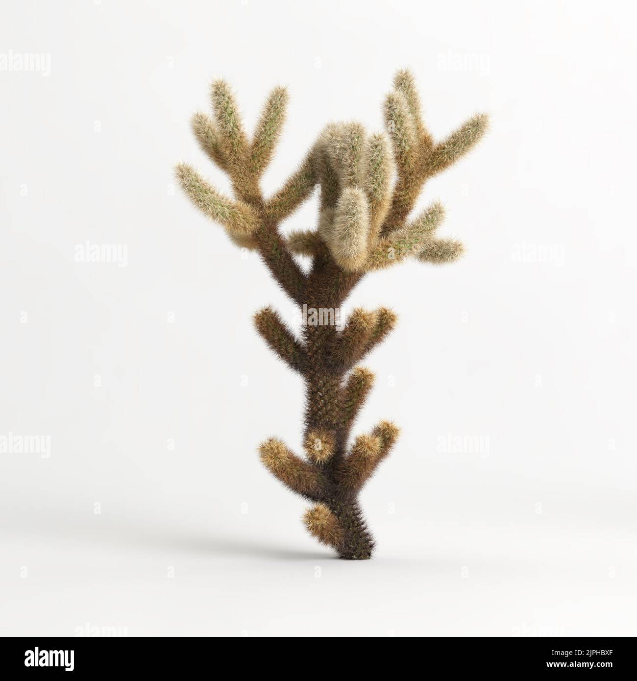 3D Illustration des Cylindropuntia bigelovii Kaktus isoliert auf weißem Bachgrund Stockfoto