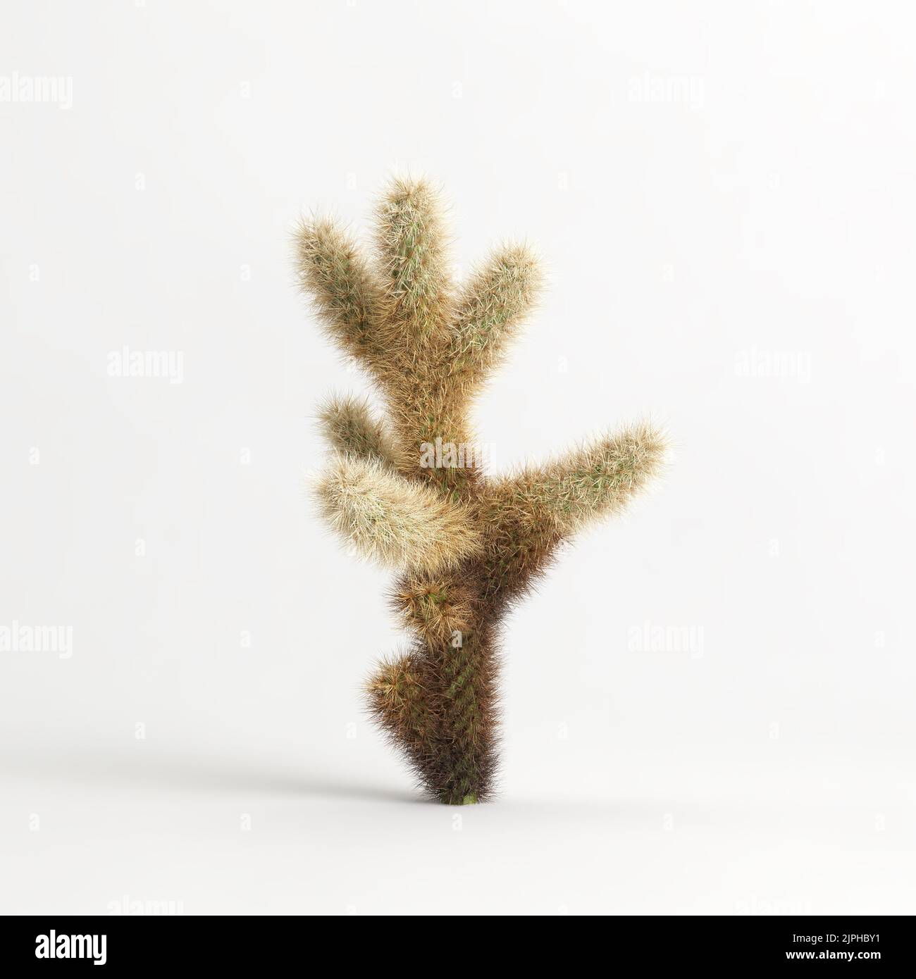 3D Illustration des Cylindropuntia bigelovii Kaktus isoliert auf weißem Bachgrund Stockfoto