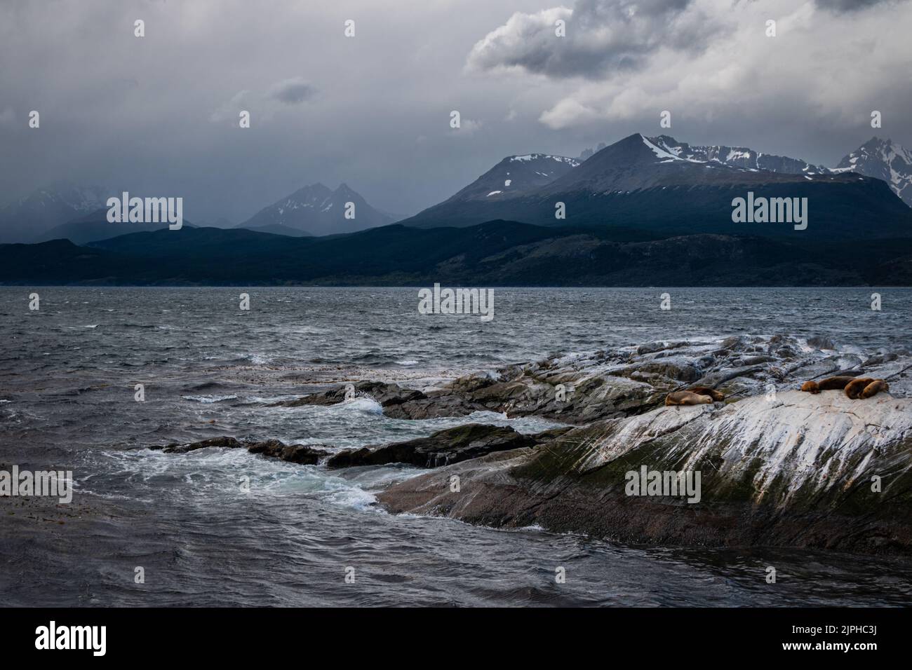 Am Rande von Patagonien ein Rudel Robben neben wunderschönen Bergen Stockfoto
