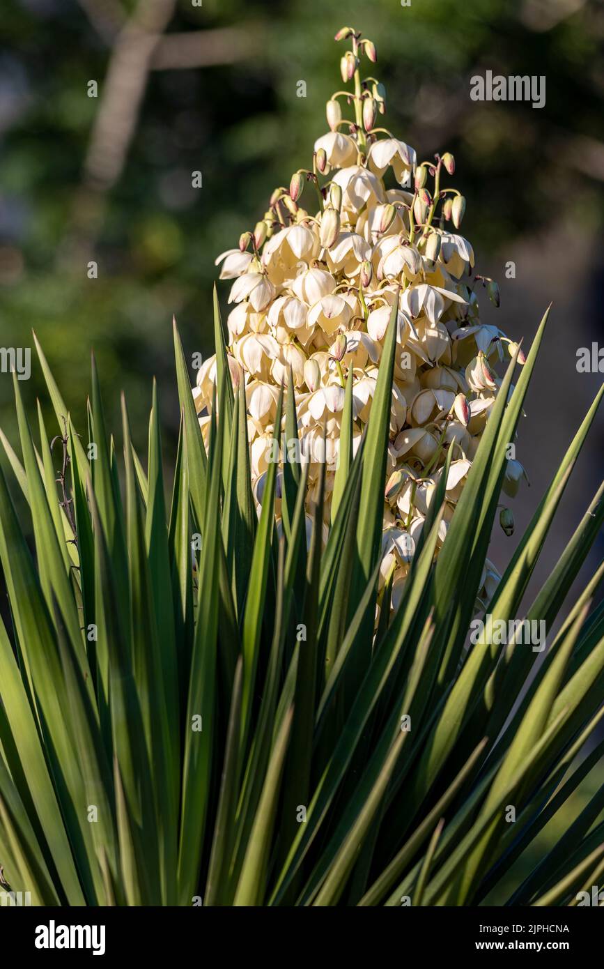 Yucca gigantea (Yucca elephantipes, Yucca guatemalensis) ist eine Yucca