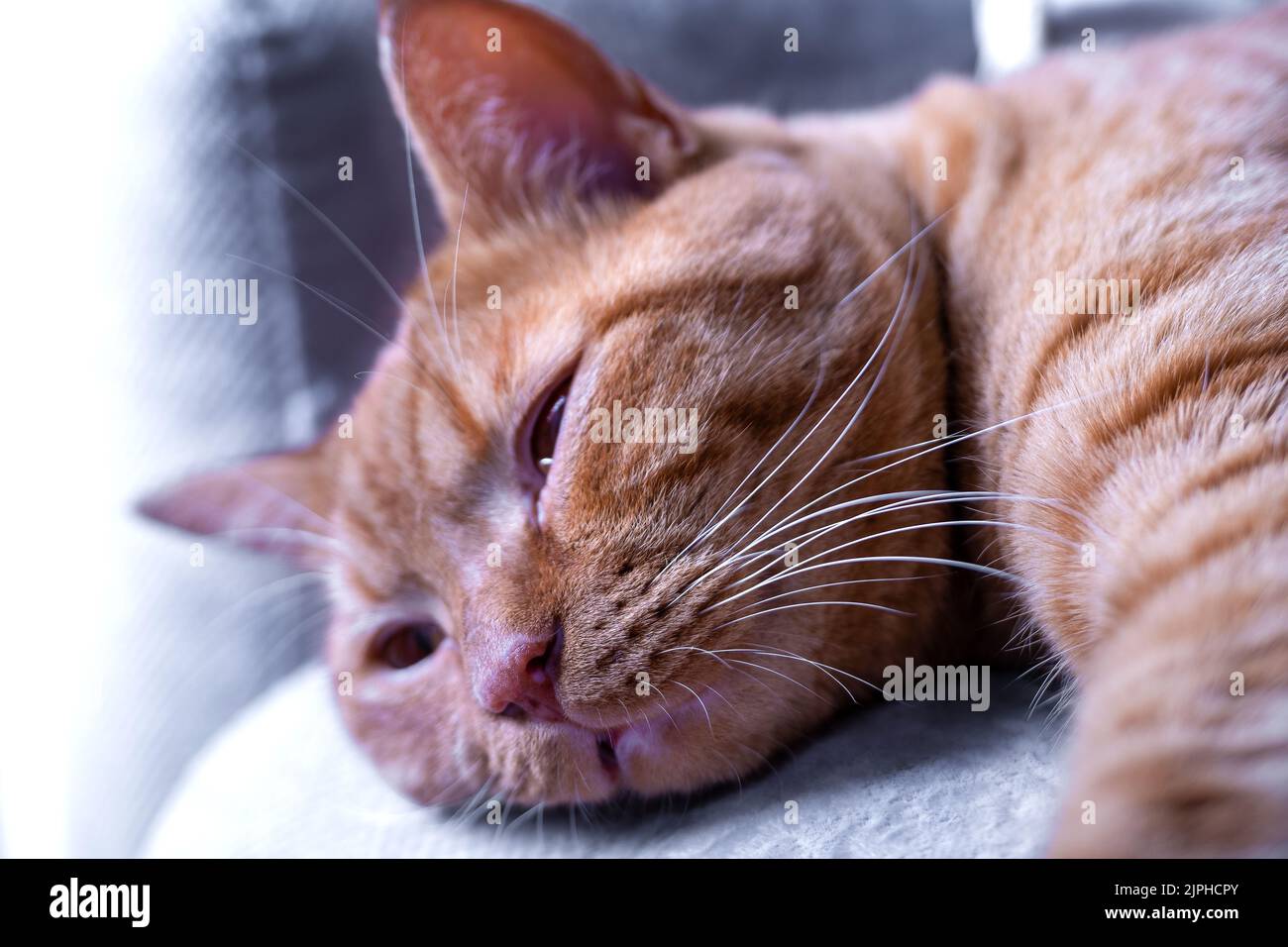 Ingwer-Katze döste mit verengten Augen auf dem Sofa Stockfoto