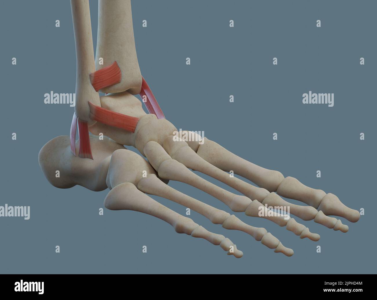 Anatomie des menschlichen Knöchelgelenks, einschließlich Bänder und Knochen. Seitenansicht. Stockfoto