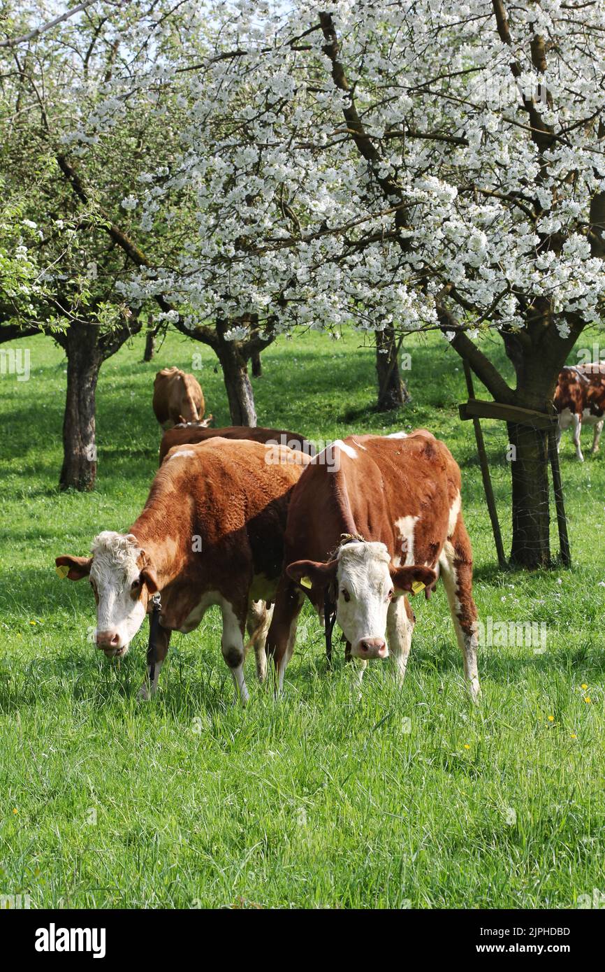 Herde von Kühen grasen in einem blühenden Obstgarten mit Apfel-und Birnenbaum Blumen - eine umweltfreundliche Art der Landwirtschaft Stockfoto