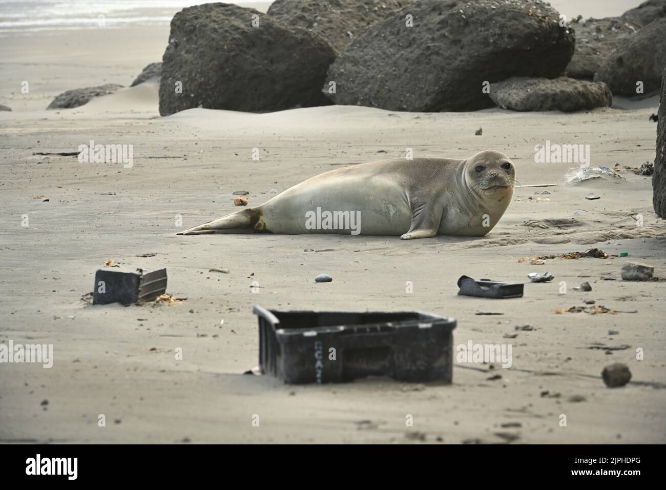 Chubut, Argentinien. 05. August 2022. Eine Elefantenrobbe (Mirounga) liegt neben Plastikkisten am Strand. Laut einem OECD-Bericht wird die Menge an Kunststoffabfällen im Jahr 2022 doppelt so hoch sein wie vor zwei Jahrzehnten. Quelle: Maxi Jonas/dpa/Alamy Live News Stockfoto