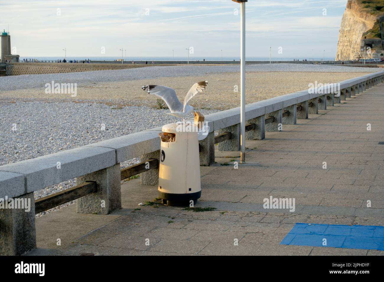 Bild einer Möwe, die versucht, Nahrung aus dem Müll zu stehlen Stockfoto