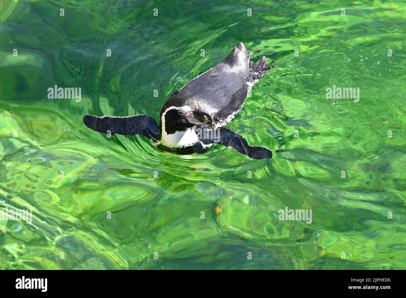 Wien, Österreich. Humboldt-Pinguin (Spheniscus humboldti) im Tiergarten Schönbrunn Stockfoto