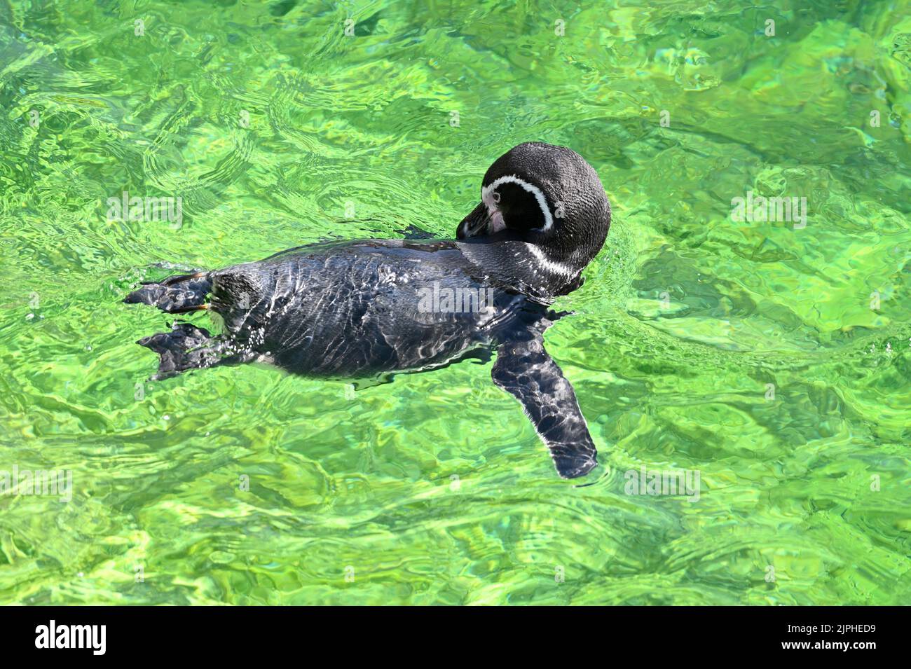 Wien, Österreich. Humboldt-Pinguin (Spheniscus humboldti) im Tiergarten Schönbrunn Stockfoto