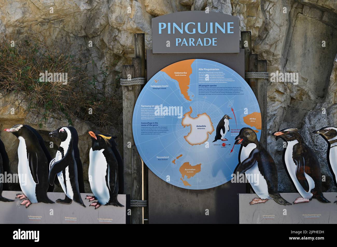 Wien, Österreich. Humboldt-Pinguin (Spheniscus humboldti) im Tiergarten Schönbrunn Stockfoto