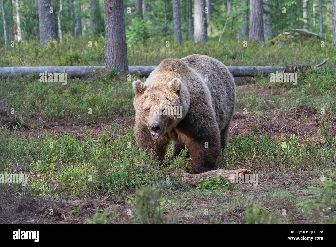 Braunbär (Ursus arctos) im borealen Wald oder in Taiga von Finnland Stockfoto