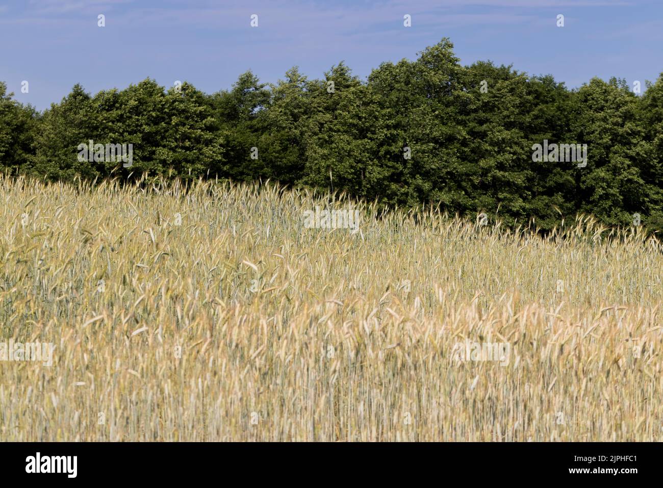 Ein landwirtschaftliches Feld, in dem Getreide angebaut wird, um ...