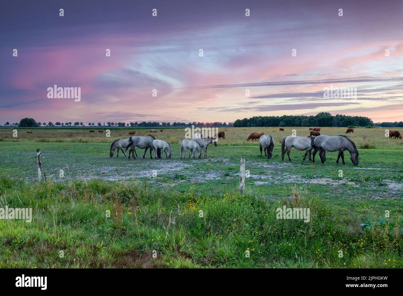 Landschaft bei Sonnenuntergang mit einer Herde wilder Konik-Pferde in Eextveld in der niederländischen Provinz Drenthe mit einem Hintergrund von warmen Farben der untergehenden Sonne Stockfoto
