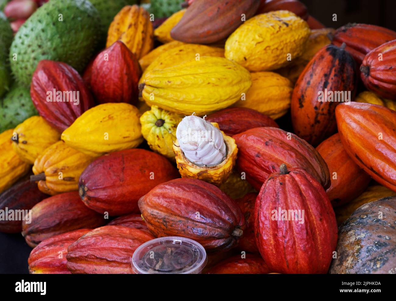 Kakaoschoten, eine geöffnet mit Samen, Hawaii Stockfoto