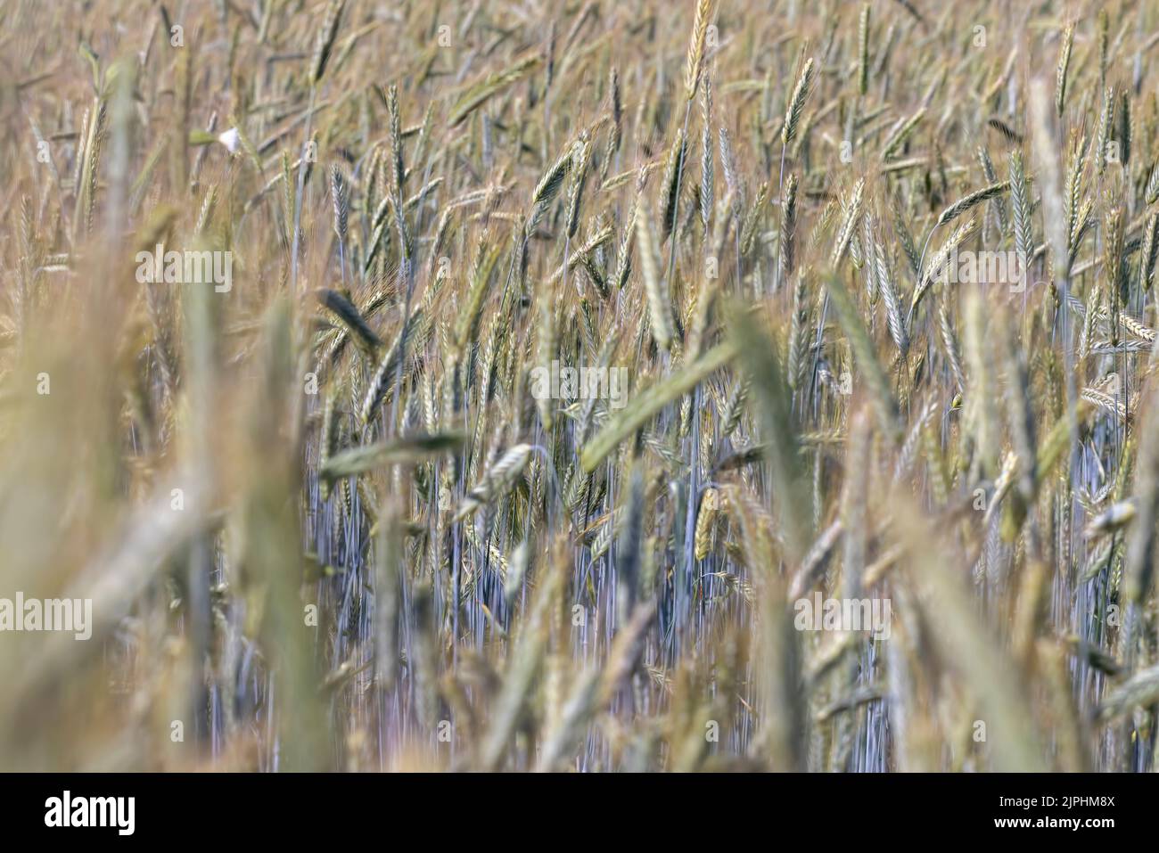 Ein landwirtschaftliches Feld, in dem Getreide angebaut wird, um ... Ein landwirtschaftliches Feld, in dem Getreide angebaut wird, um ...