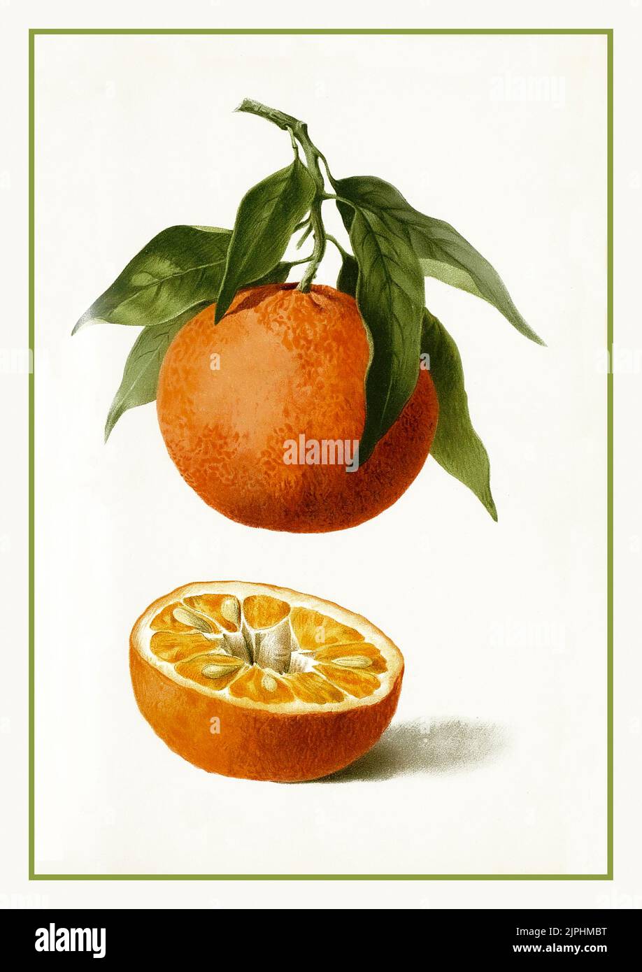 Clementine Lithographie 1900s Citrus reticulata Mandarinenschale die Mandarinenorange (Citrus reticulata), auch bekannt als Mandarine oder Mandarine, ist eine kleine Zitrusfrucht. Behandelt als eine bestimmte Art von Orange, wird es in der Regel schlicht oder in Fruchtsalaten gegessen Tangerinen sind eine Gruppe von orangefarbenen Zitrusfrüchten, die aus Hybriden von Mandarinorange mit etwas Pomelo Beitrag besteht. Stockfoto