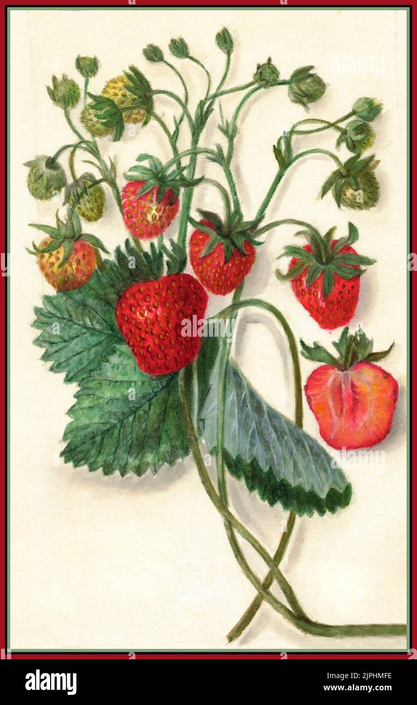 Vintage Erdbeeren Lithographie Pomologische Aquarell 1900s Obst Illustration Kunst Kunstwerk von AA Newton Künstler Stockfoto