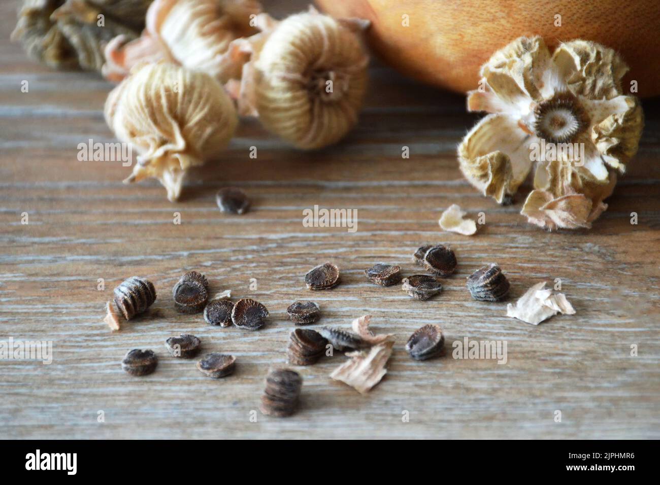 Hollyhock-Samen und getrocknete Samenschoten Stockfoto