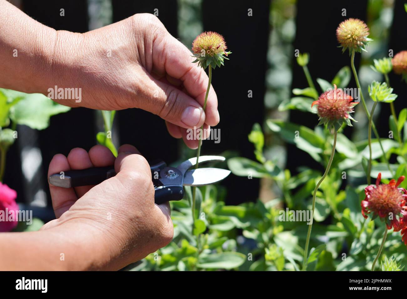 Ernte von Gillardia-Blumensamen. Mann, der im Garten Gillardia-Saatköpfe schneidet Stockfoto