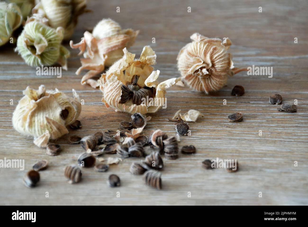 Sammeln von Hollyhock-Blumensamen aus getrockneten Samenschoten Stockfoto