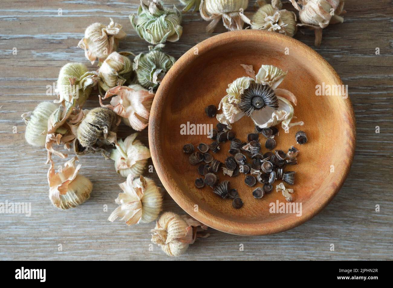 Draufsicht auf Hollyhock-Samen in Holzschüssel. Sammeln von Hollyhock-Blumensamen aus getrockneten Samenschoten Stockfoto
