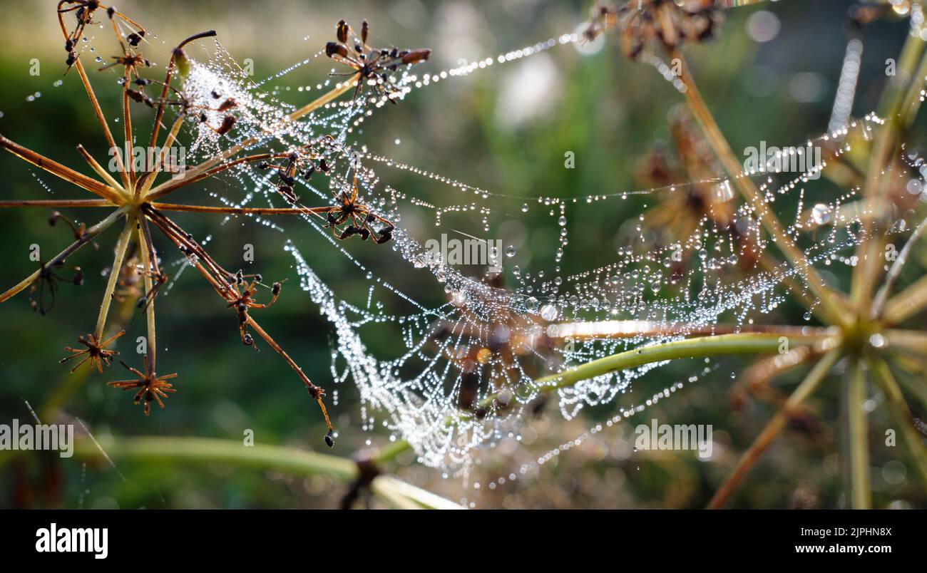 Tautropfen auf Spinnennetz in extremer Nahaufnahme Stockfoto