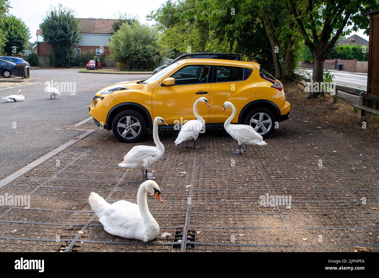 Staines-upon-Thames, Surrey, Großbritannien. 18.. August 2022. Ein Schwan sucht heute jemanden, der sie in einem Auto in der Nähe der Themse füttert. Es ist nach wie vor eine schwierige Zeit für Wildtiere, da ihre Nahrungsquellen während der Hitzewelle und der anhaltenden Dürre fast verschwunden sind. Weiter entlang der Themse in Datchet wurden eine Reihe von Schwanen und Cygnets von Jugendlichen mit Katapulten brutal getötet. Quelle: Maureen McLean/Alamy Live News Stockfoto