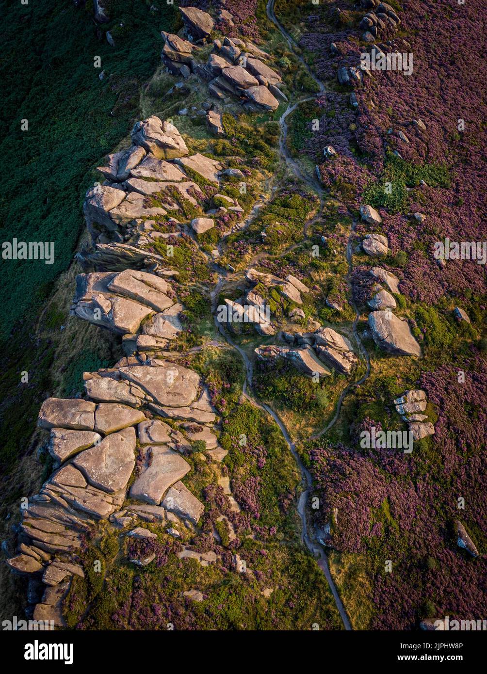 Blühende Heide im Peak District, Großbritannien Stockfoto