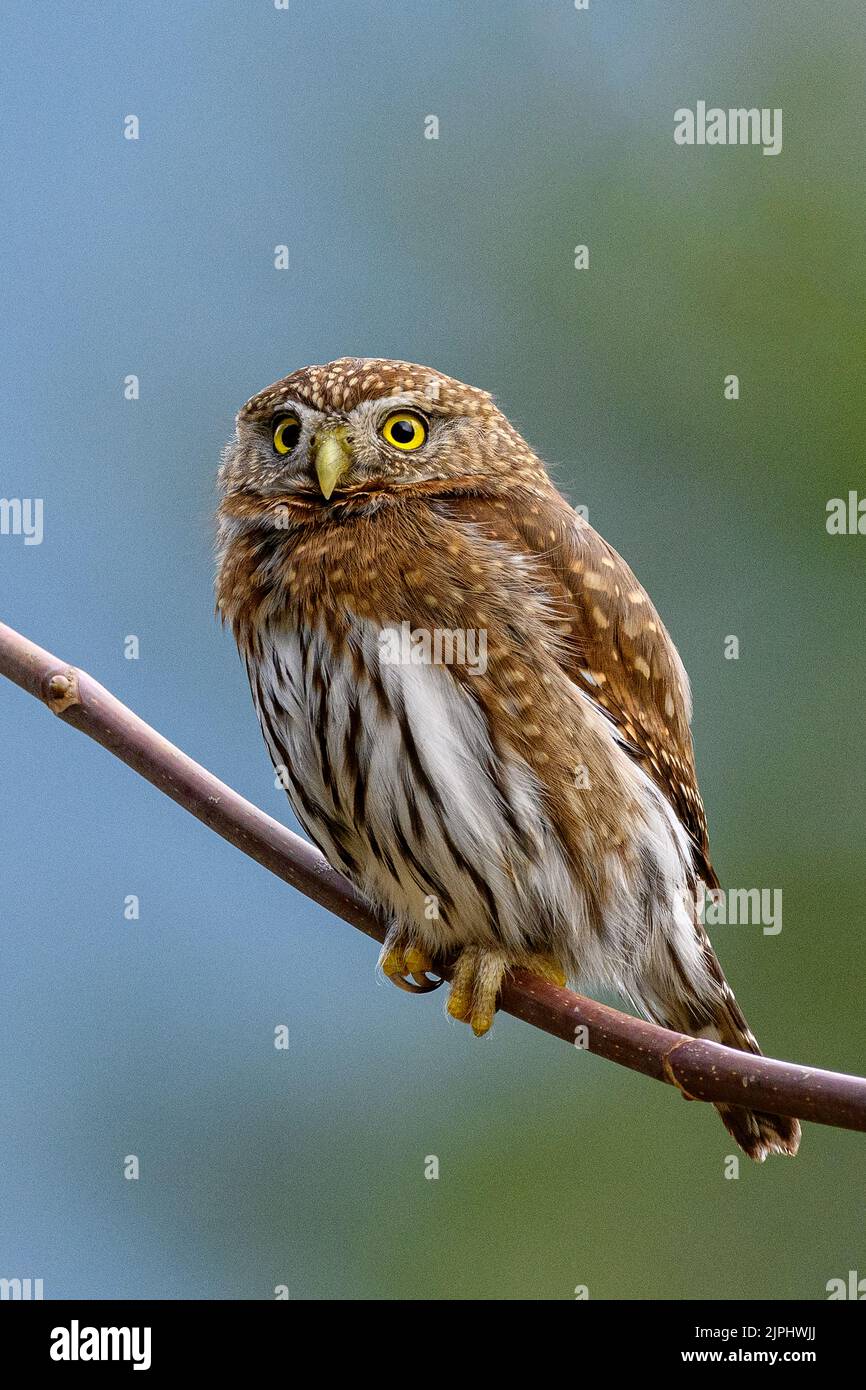 Nördliche Zwergkauz (Glaucidium californicum), die auf einem Zweig in British Columbia, Kanada, steht Stockfoto