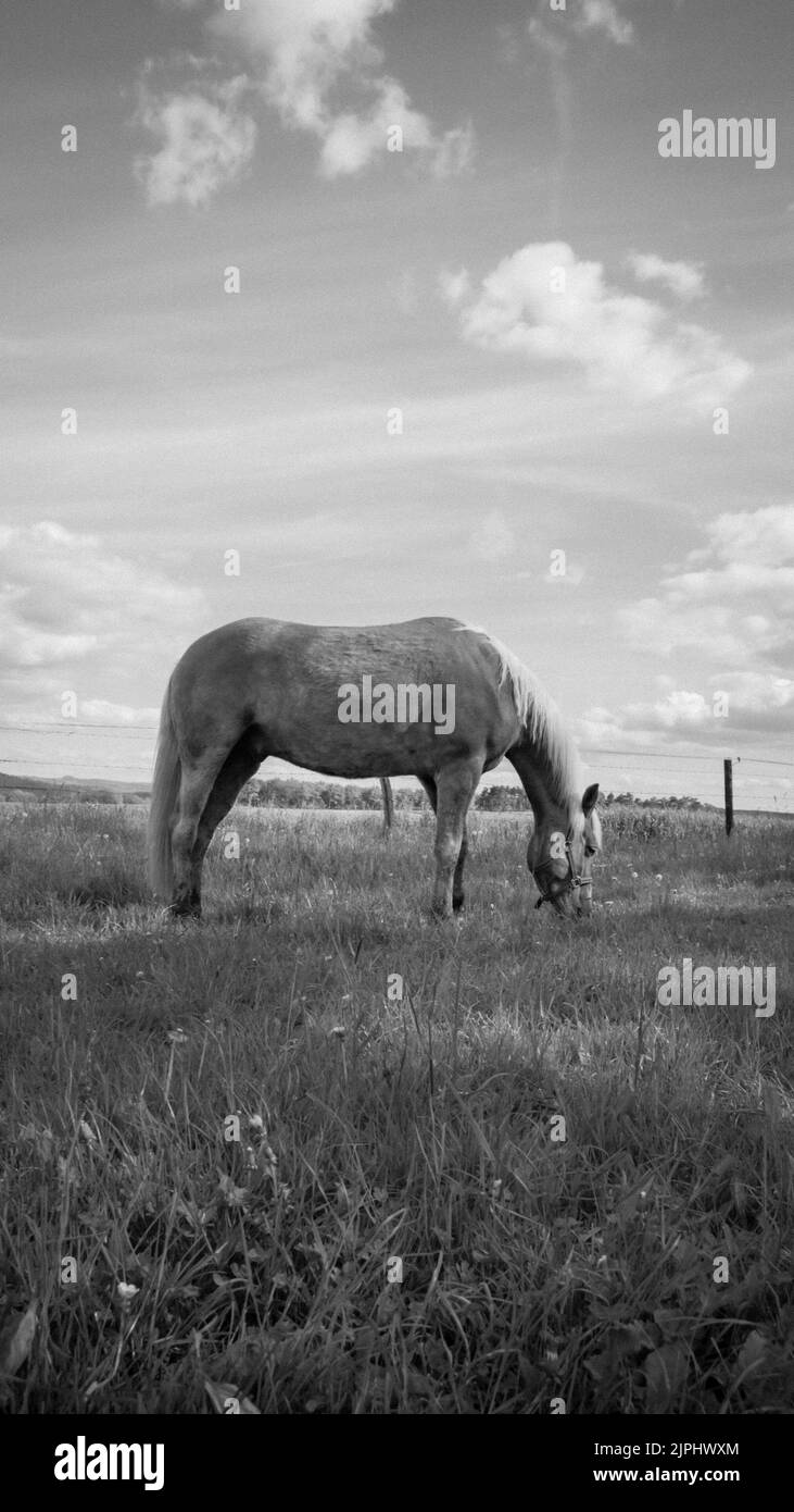 Eine monochrome und vertikale Aufnahme des Pferdes, das an einem sonnigen Tag auf dem Feld grast Stockfoto Eine monochrome und vertikale Aufnahme des Pferdes, das an einem sonnigen Tag auf dem Feld grast Stockfoto