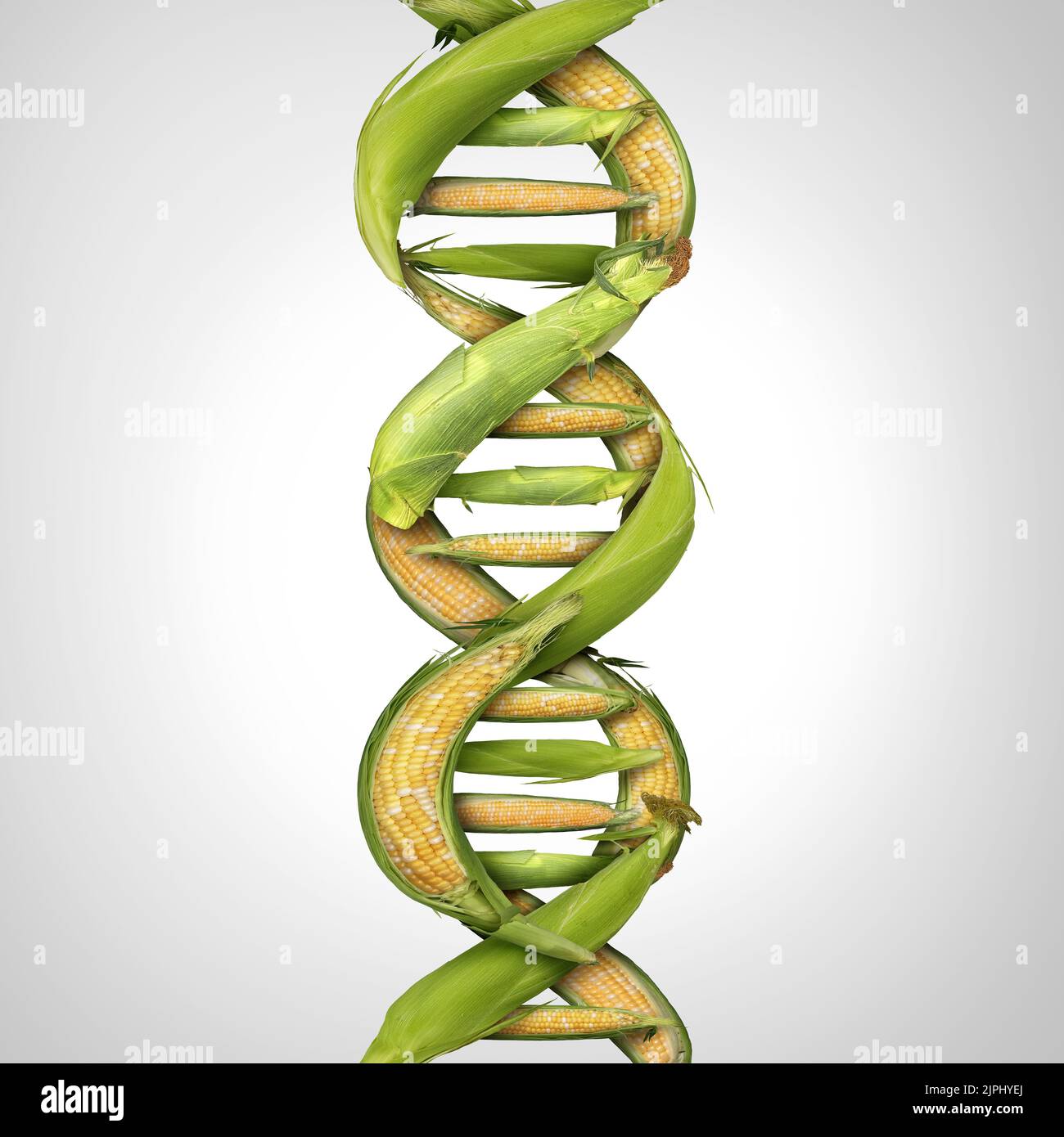 Gentechnisch veränderte Nutzpflanzen und GVO-Lebensmittel oder gentechnisch veränderte Landwirtschaft unter Verwendung von Biotechnologie und genetischer Manipulation durch Biologie Wissenschaft wie Mais Stockfoto