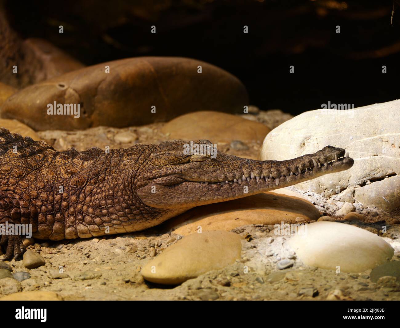 Eine Nahaufnahme eines braunen Krokodils mit einer langen Schnauze auf den Steinen Stockfoto