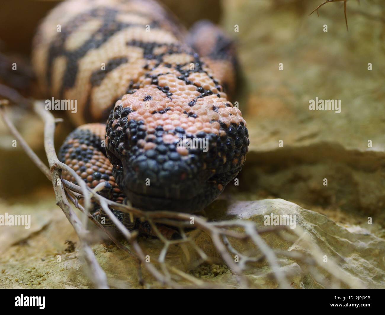 Eine Nahaufnahme eines Gila-Monsters, das im Sand kriecht Stockfoto