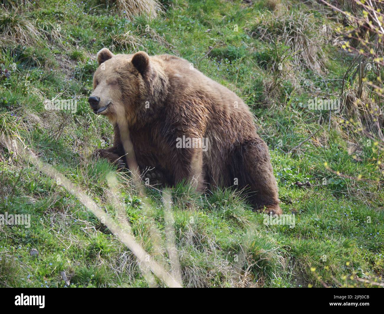 Ein brauner großer Bär sitzt im grünen Gras und schaut weg Stockfoto