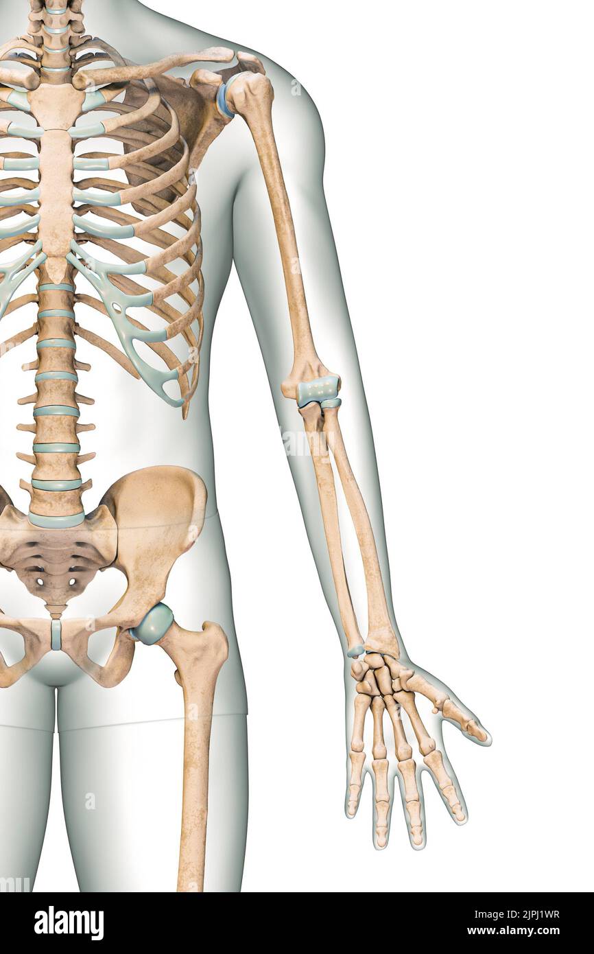 Genaue Front- oder Vorderansicht der Knochen des Arms oder der oberen Extremitäten des menschlichen Skelettsystems mit isolierten männlichen Körperkonturen auf weißem Hintergrund 3D RE Stockfoto