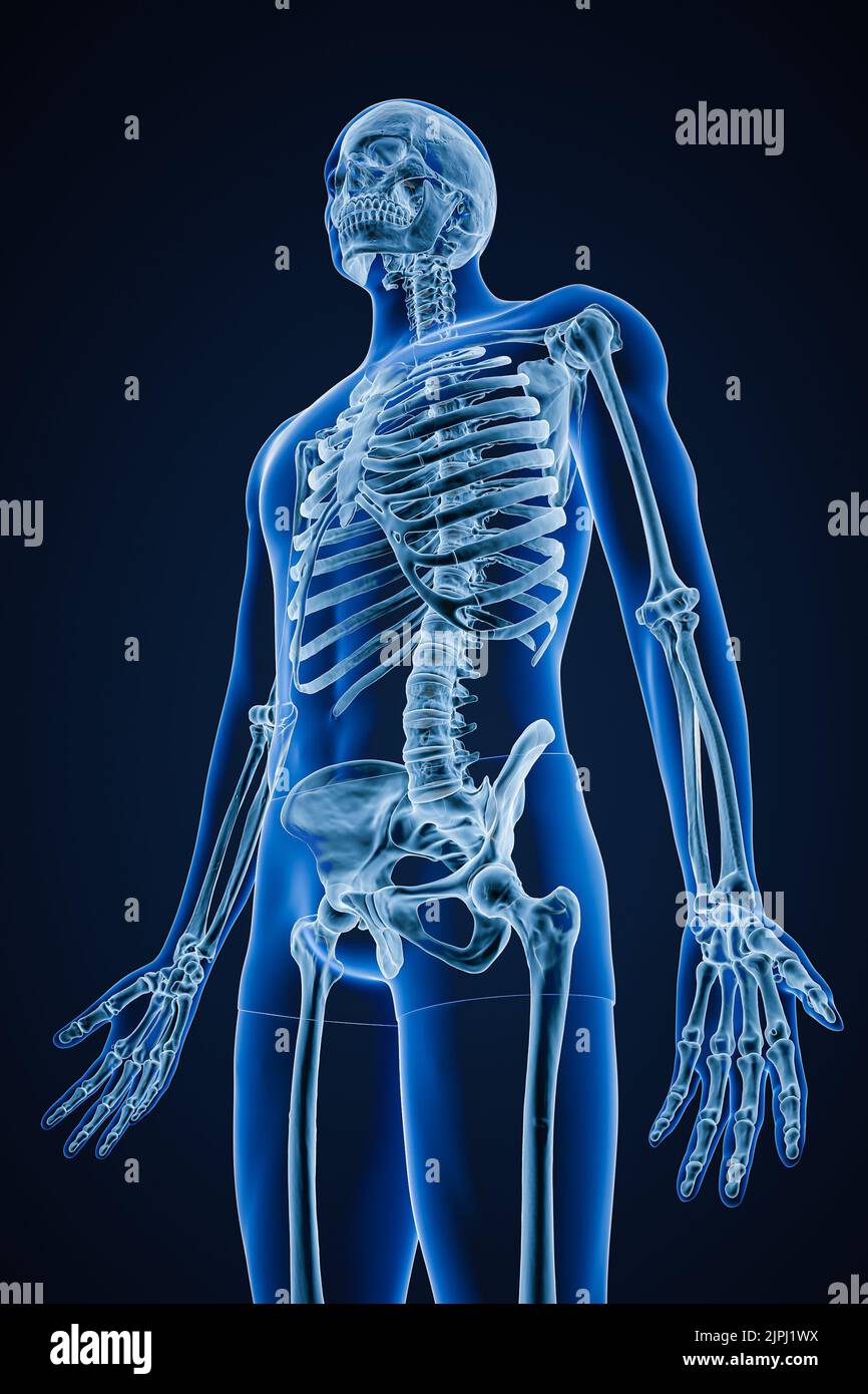 Röntgenbild einer anterioren, winkelarmen Ansicht oder Vorderansicht eines genauen menschlichen Skelettsystems oder Skeletts mit männlichen Körperkonturen auf blauem Hintergrund 3D Rendering i Stockfoto