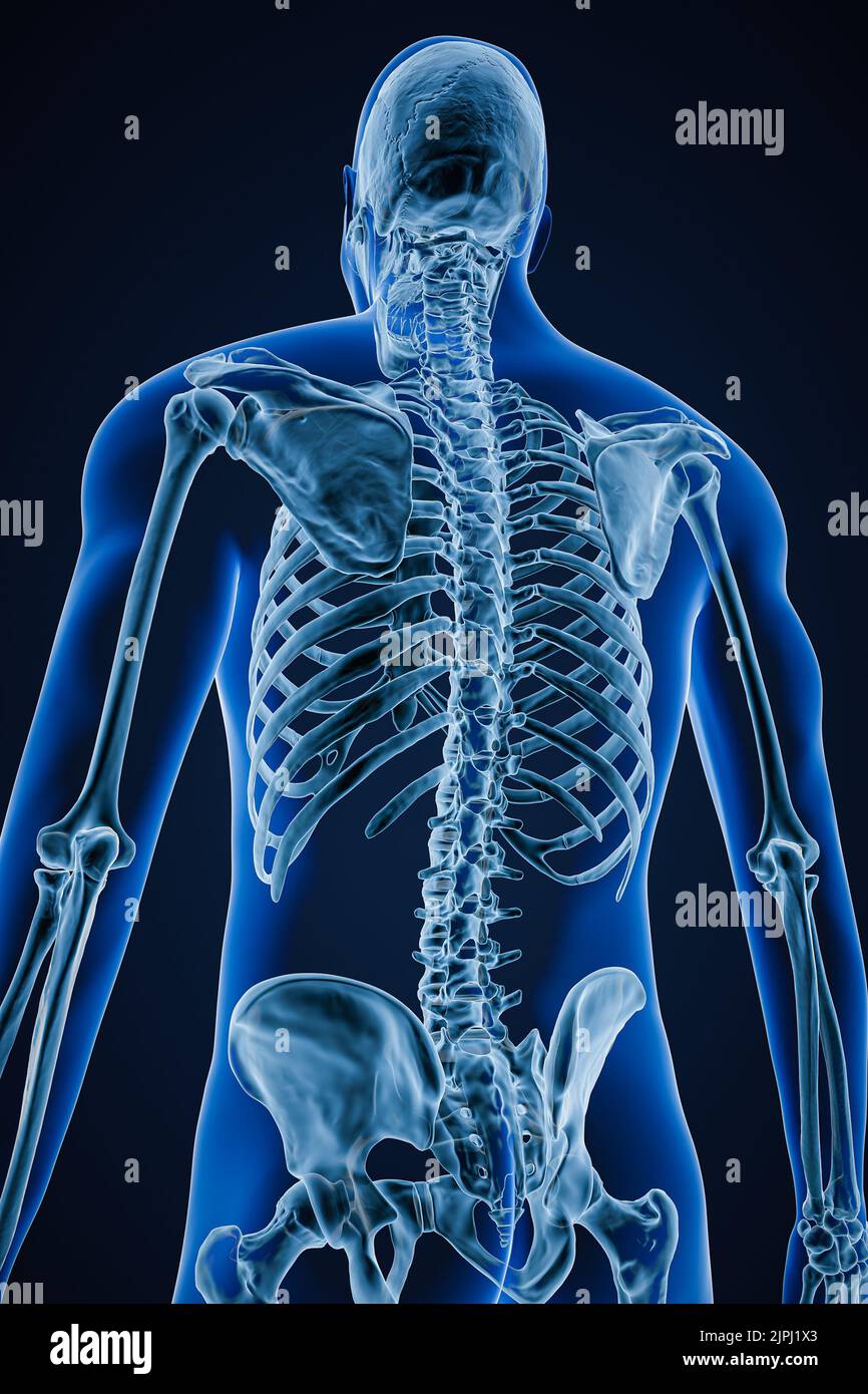 Röntgenbild einer schrägen posterioren oder Rückansicht des genauen menschlichen Skelettsystems oder Skeletts mit männlichen Körperkonturen auf blauem Hintergrund 3D Rendering i Stockfoto
