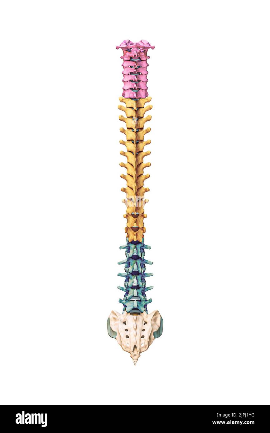 Posteriore oder hintere Ansicht von akkuraten menschlichen Wirbelsäulenknochen mit Hals-, Brust- und Lendenwirbeln in Farbe isoliert auf weißem Hintergrund 3D Rendering i Stockfoto