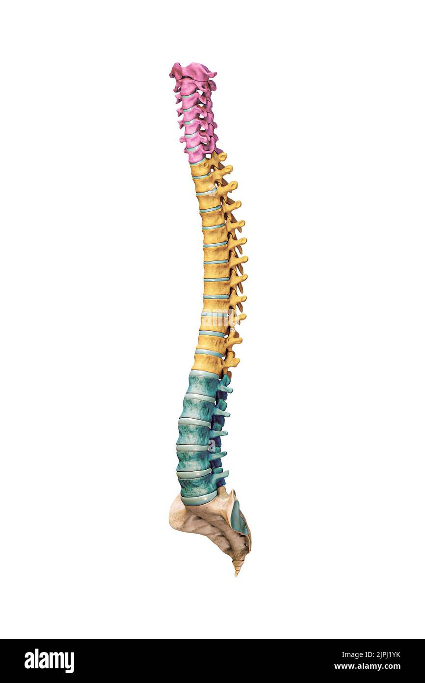3-Viertel-Vorderansicht oder Vorderansicht von akkuraten menschlichen Wirbelsäulenknochen mit Hals-, Brust- und Lendenwirbeln in Farbe isoliert auf weißem Hintergrund Stockfoto